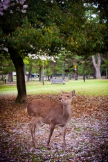 Ciervo de Nara